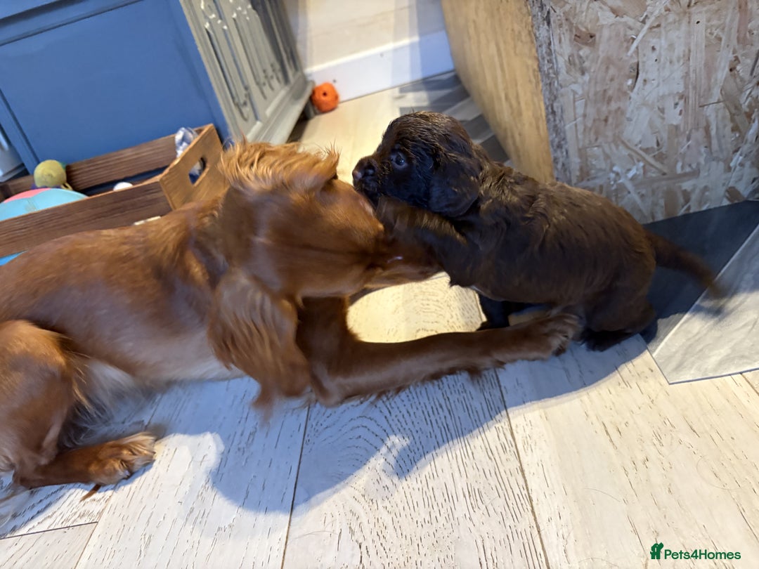 Cocker Spaniel dogs for sale: 🏆 KC Reg Working Cocker Spaniels – FTCH Line 🐾 - Image 14
