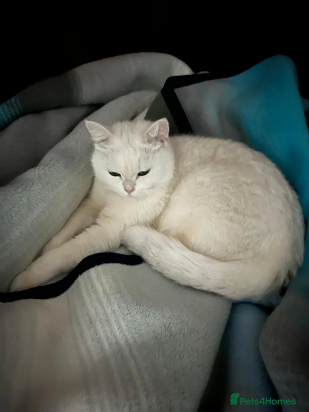 British Shorthair cats for sale: British Shorthair - Advert 10