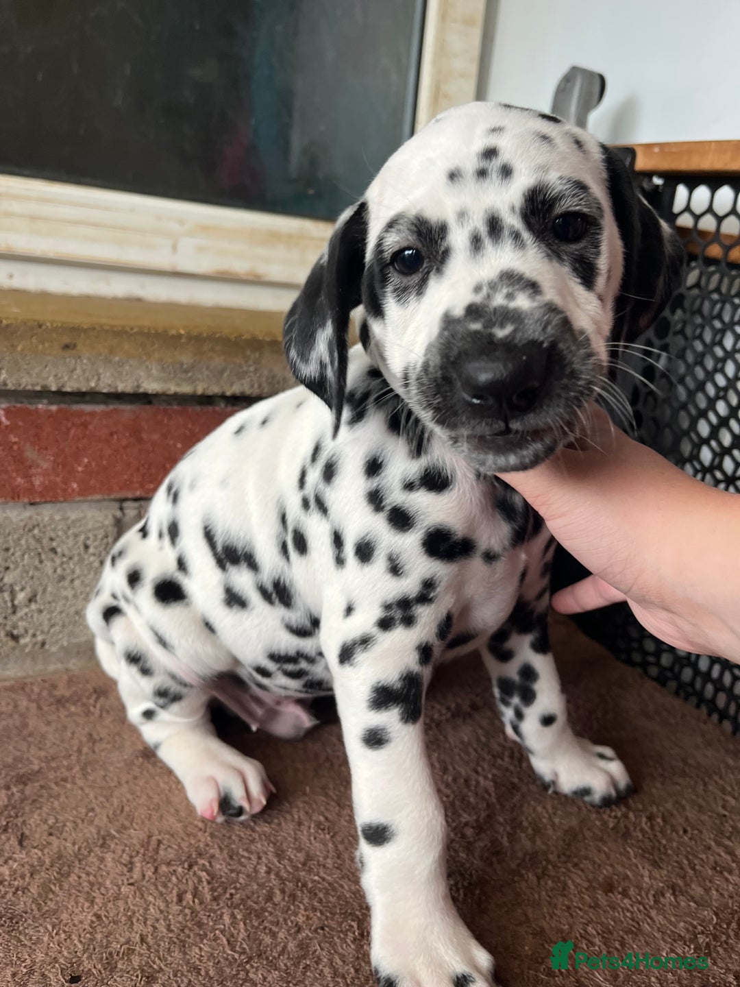 Dalmatian dogs for sale: Stunning Dalmatian puppies KC reg show winners - Advert 38