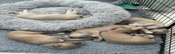 Whippet dogs for sale: KC whippet puppies  - Advert 22