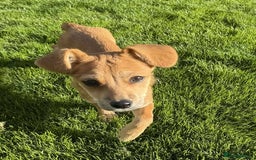 Mixed Breed dogs for adoption:  🐾 Meet Mayo – The Sweetest Pocket Rocket! 🐾 - Image 3