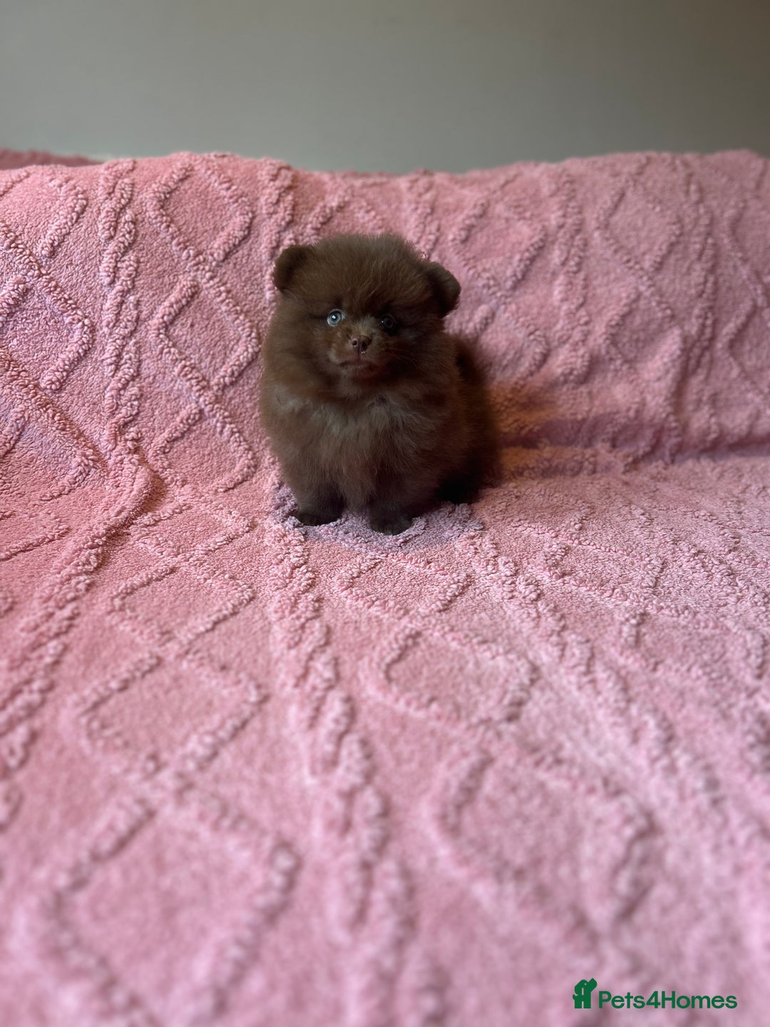 Pomeranian dogs for sale: Beautiful Pomeranians Ready for new forever homes  - Image 4