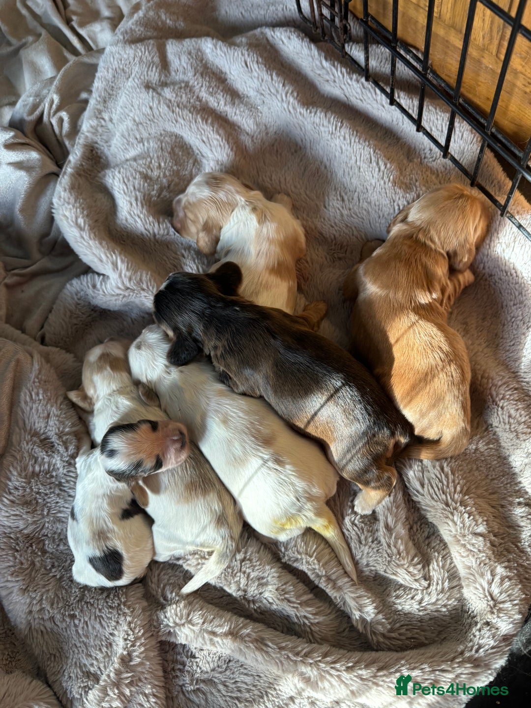 Cocker Spaniel dogs for sale: Exceptional litter of Show Type Cocker Spaniels - Image 8