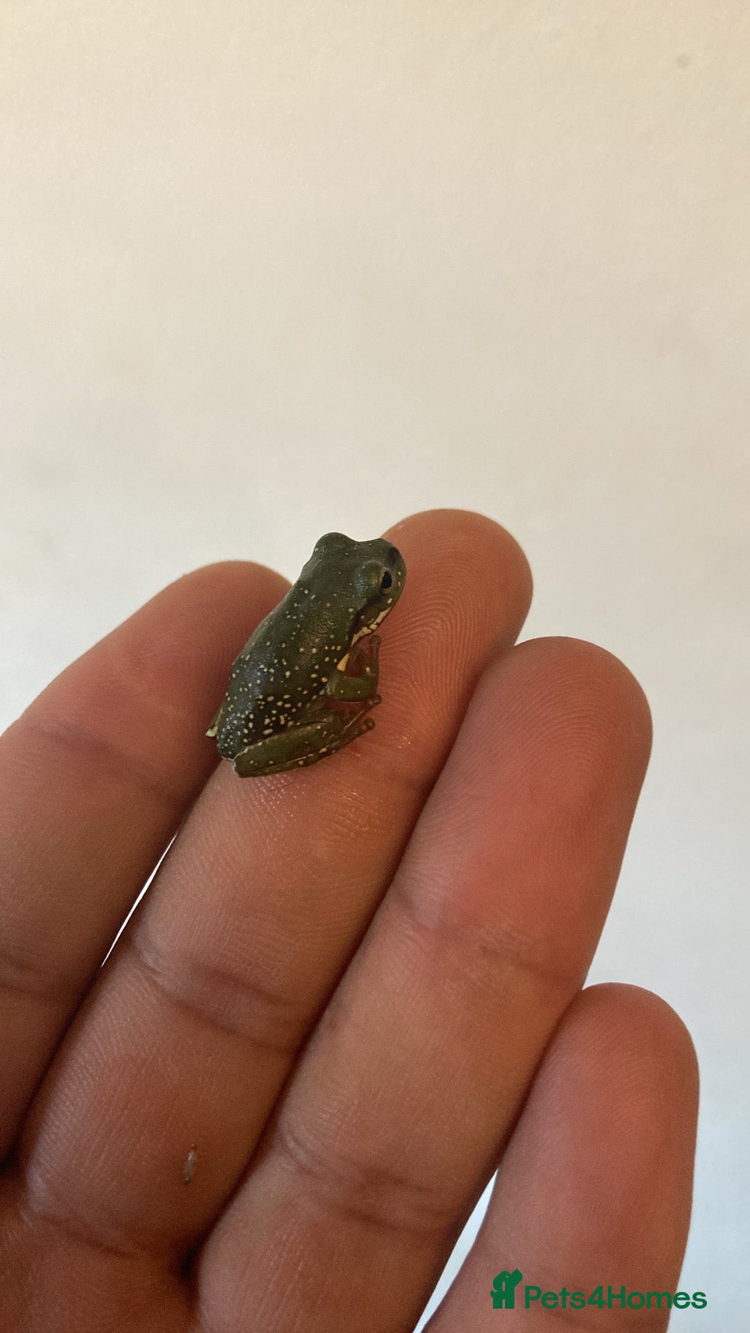 Frog reptiles for sale: Whites tree froglets  - Image 4