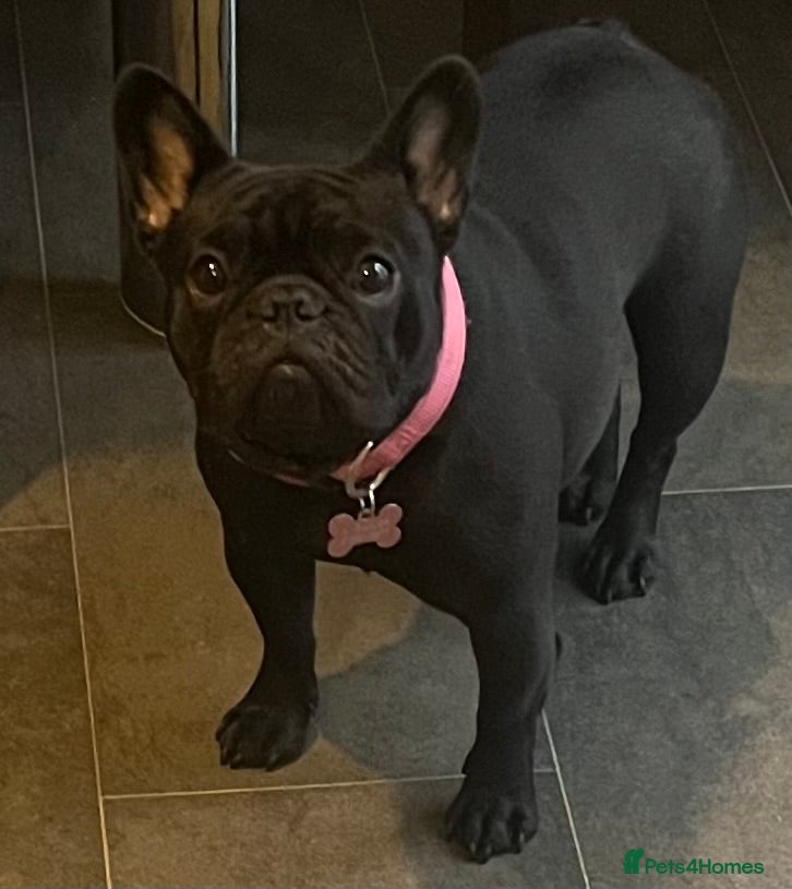 French Bulldog dogs Beautiful tiny girl  - Advert 1