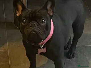 French Bulldog dogs Beautiful tiny girl - Advert 1