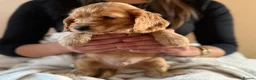 Cocker Spaniel dogs for sale: (2 left) KC show type cocker spaniel puppies - Advert 15
