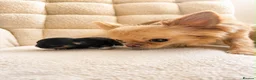 Chihuahua dogs for sale: Tiny Long Haired Chihuahua puppies  - Advert 10