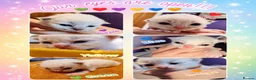 Ragdoll cats for sale: 6 beautiful pure ragdoll kittens in Bishop's Stortford - Advert 13