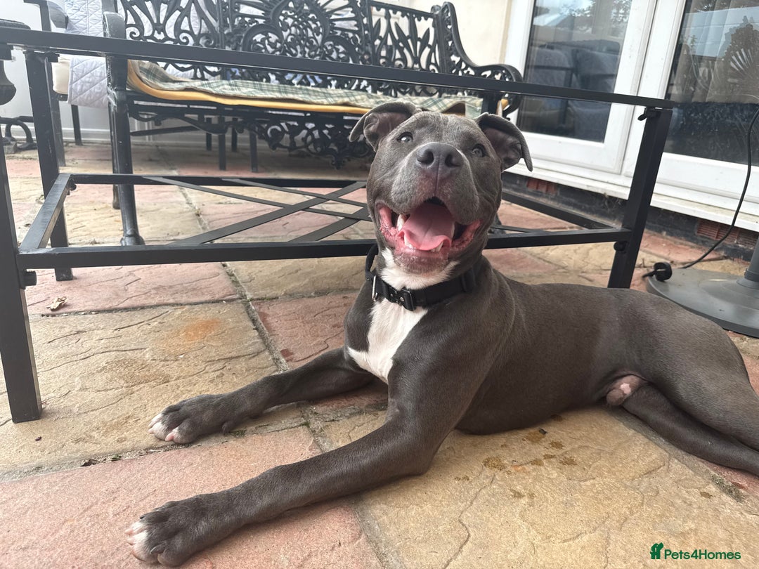 Staffordshire Bull Terrier dogs for sale: 7 month old puppy  - Image 2