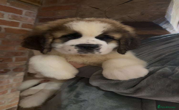 Saint Bernard dogs - Advert 1