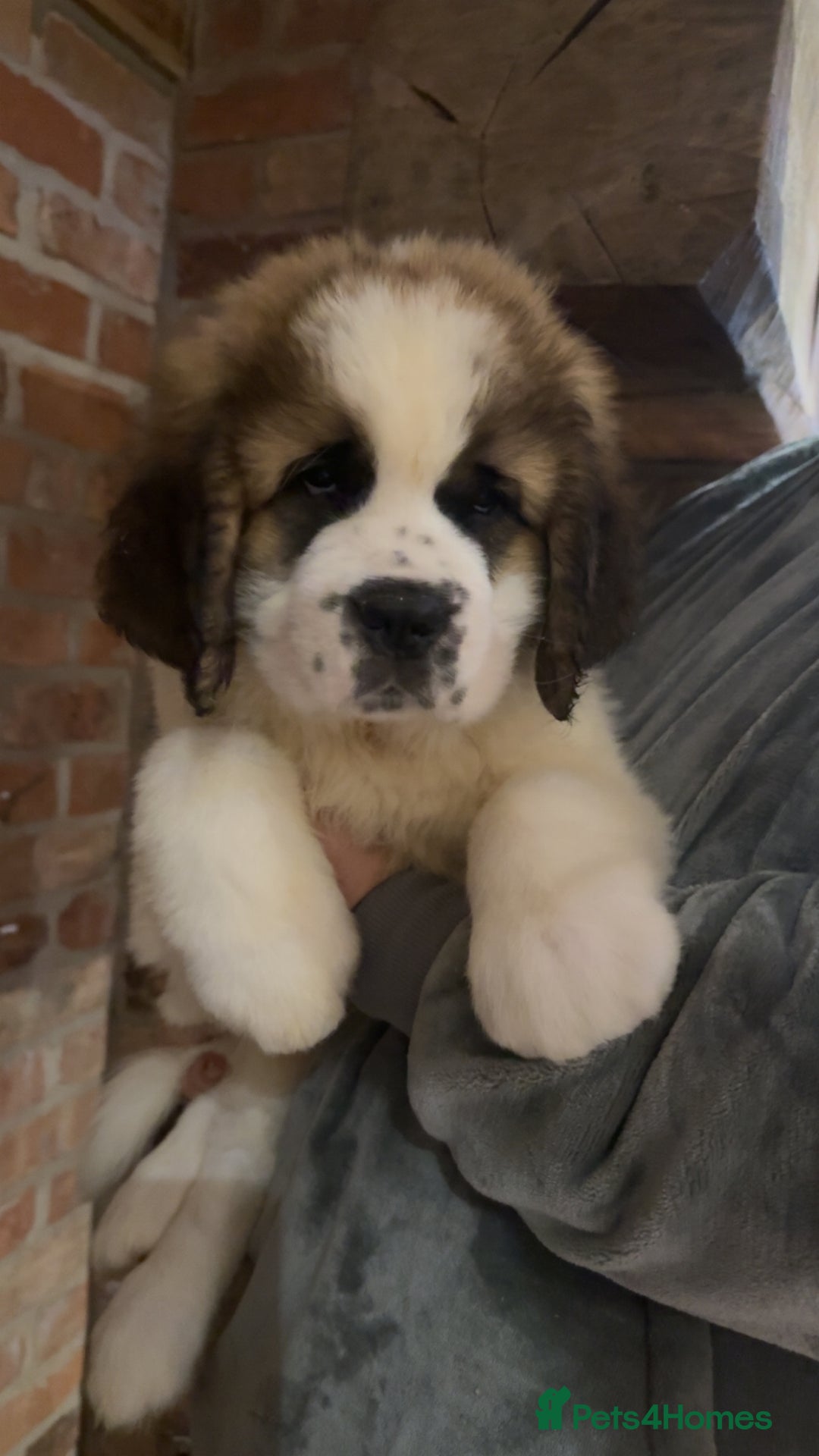 Saint Bernard dogs for sale: Outstanding chunky Saint Bernard puppies for sale - Image 1