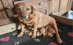 Labrador Retriever dogs for sale: Foxred Labrador pups - Image 4