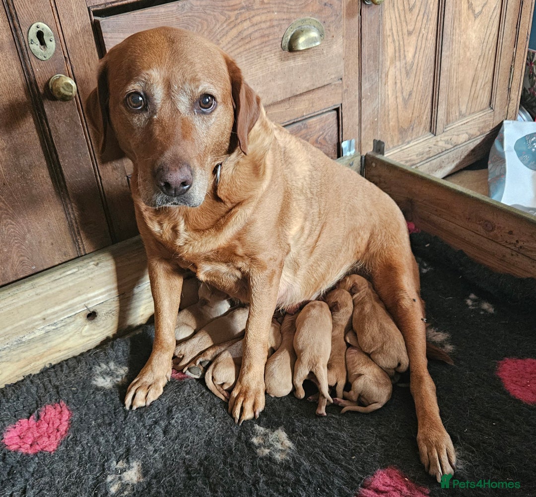 Labrador Retriever dogs for sale: Foxred Labrador pups - Image 4