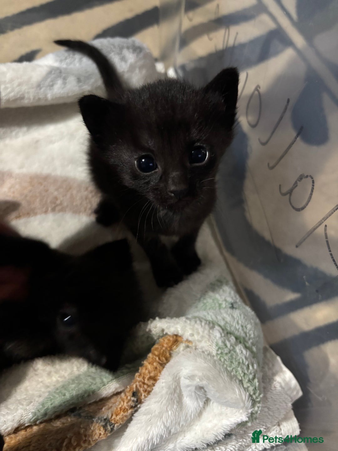 Siamese cats for sale: Half Siamese kittens  - Image 2