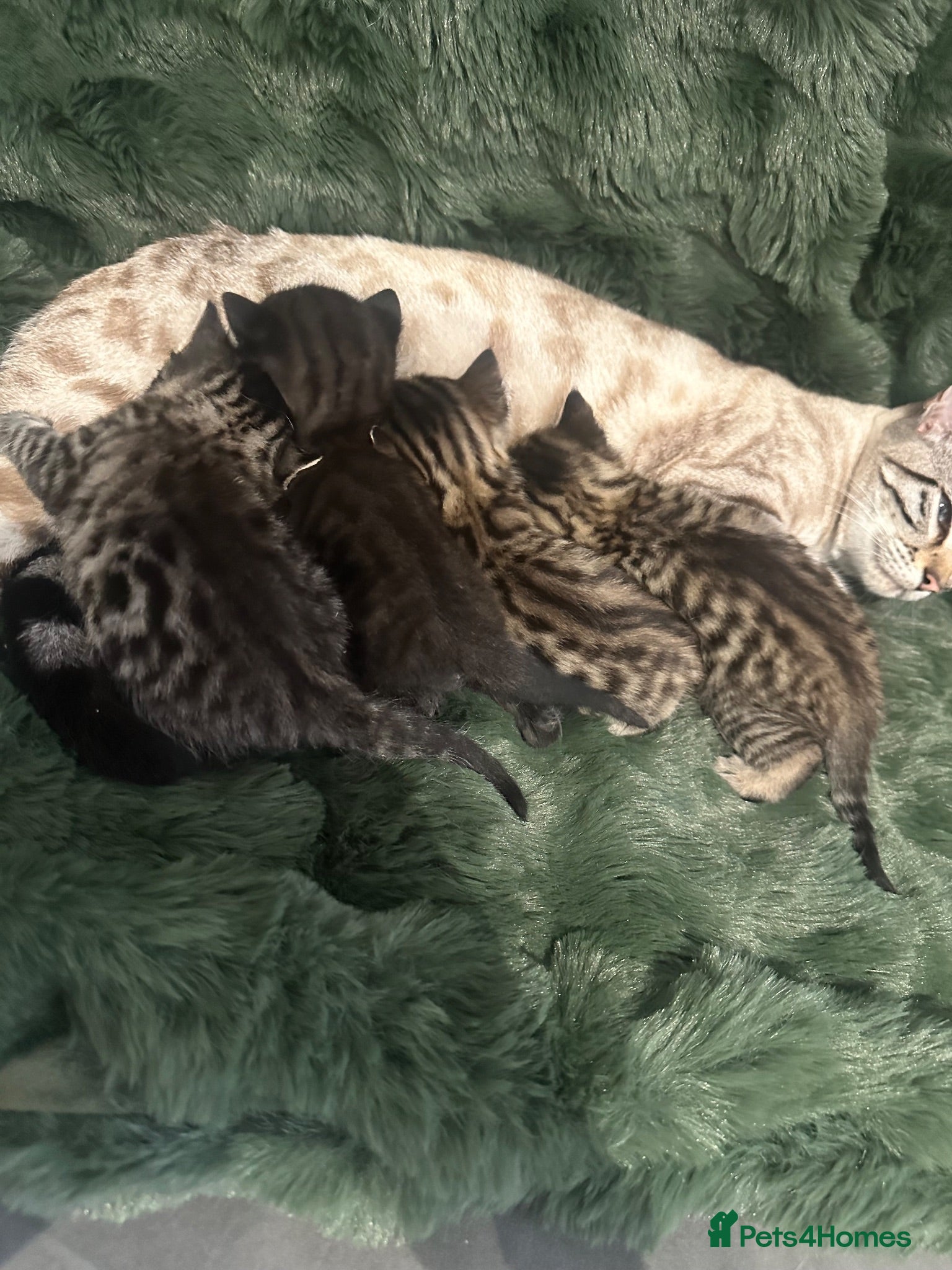 Bengal cats Stunning Bengal Kittens  - Advert 1