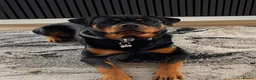 Rottweiler dogs for sale: AMAZING PEDIGREE REGISTERED ROTTWEILER PUPPIES - Advert 7