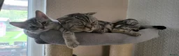 Scottish Fold cats for sale: Ready to rehome schottish fold kittens - Advert 16