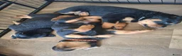 Rottweiler dogs for sale: Forever home  in Plymouth - Advert 4