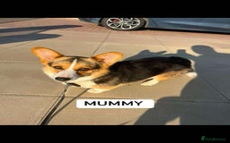 Welsh Corgi Pembroke dogs for sale: Beautiful Pembroke Corgi Girl For Sale  - Image 9