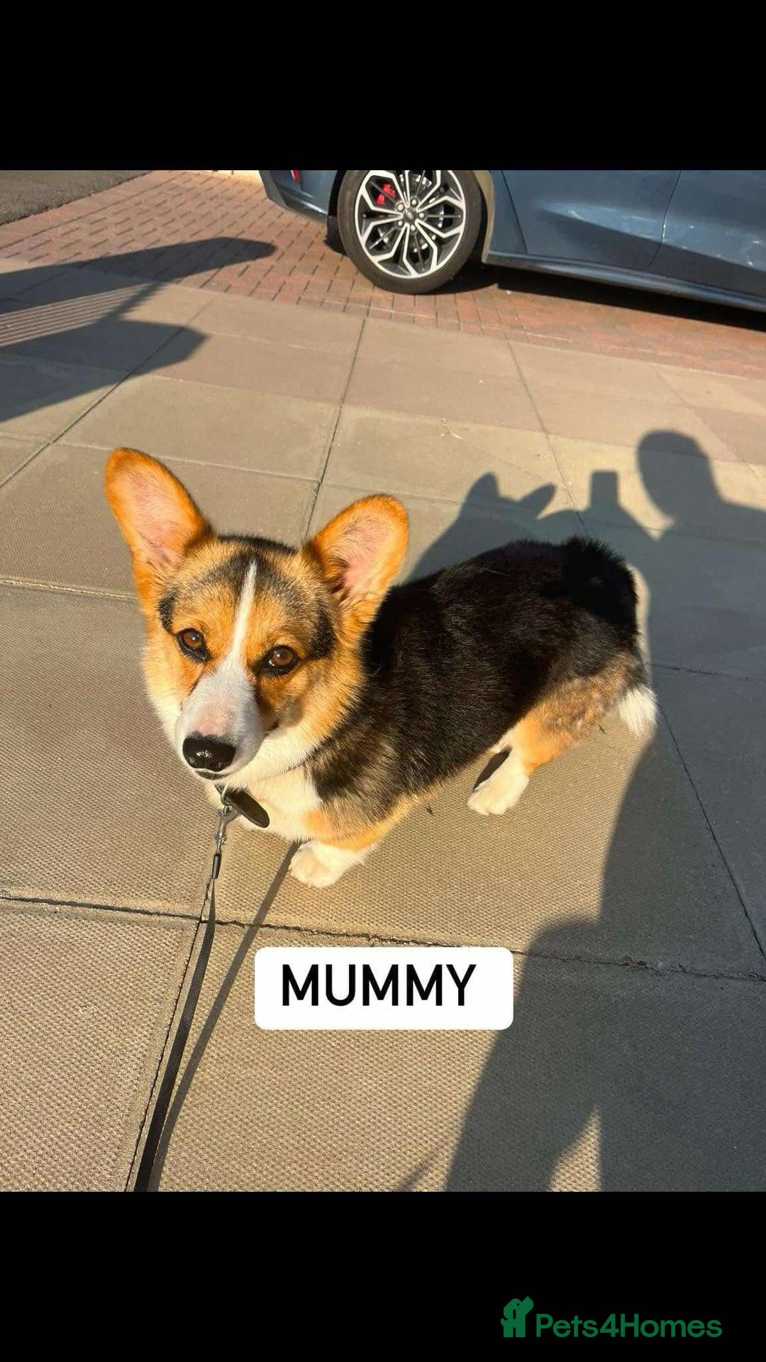 Welsh Corgi Pembroke dogs for sale: Beautiful Pembroke Corgi Girl For Sale  - Image 9
