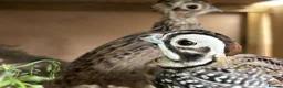 Quail poultry for sale: Mearns quail eggs for sale  - Advert 4
