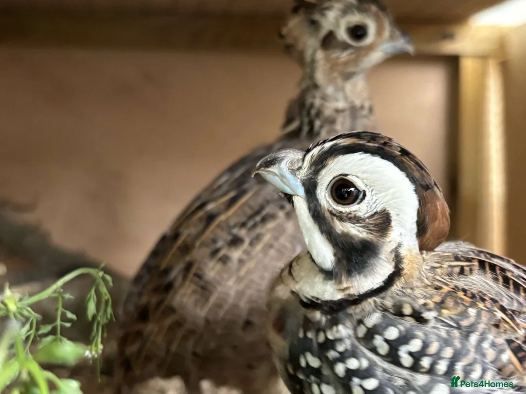 Quail poultry for sale: Mearns quail eggs for sale  - Advert 4