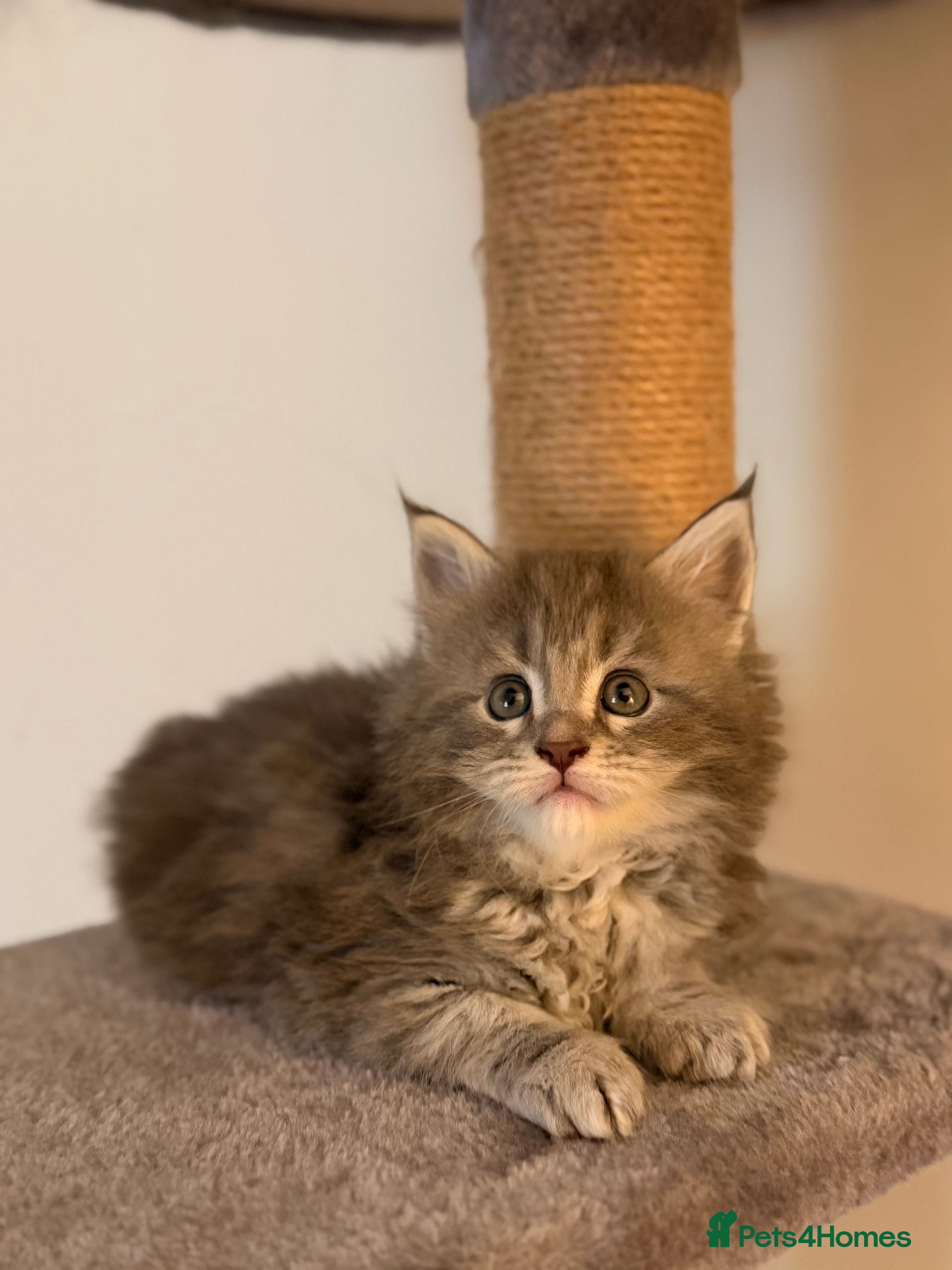 Maine Coon cats 🐾DNA CLEAR MAINE COON KITTENS🐾 🩷2 girls left) - Advert 2