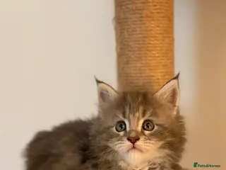 Maine Coon cats 🐾DNA CLEAR MAINE COON KITTENS🐾 🩷2 girls left) - Advert 2