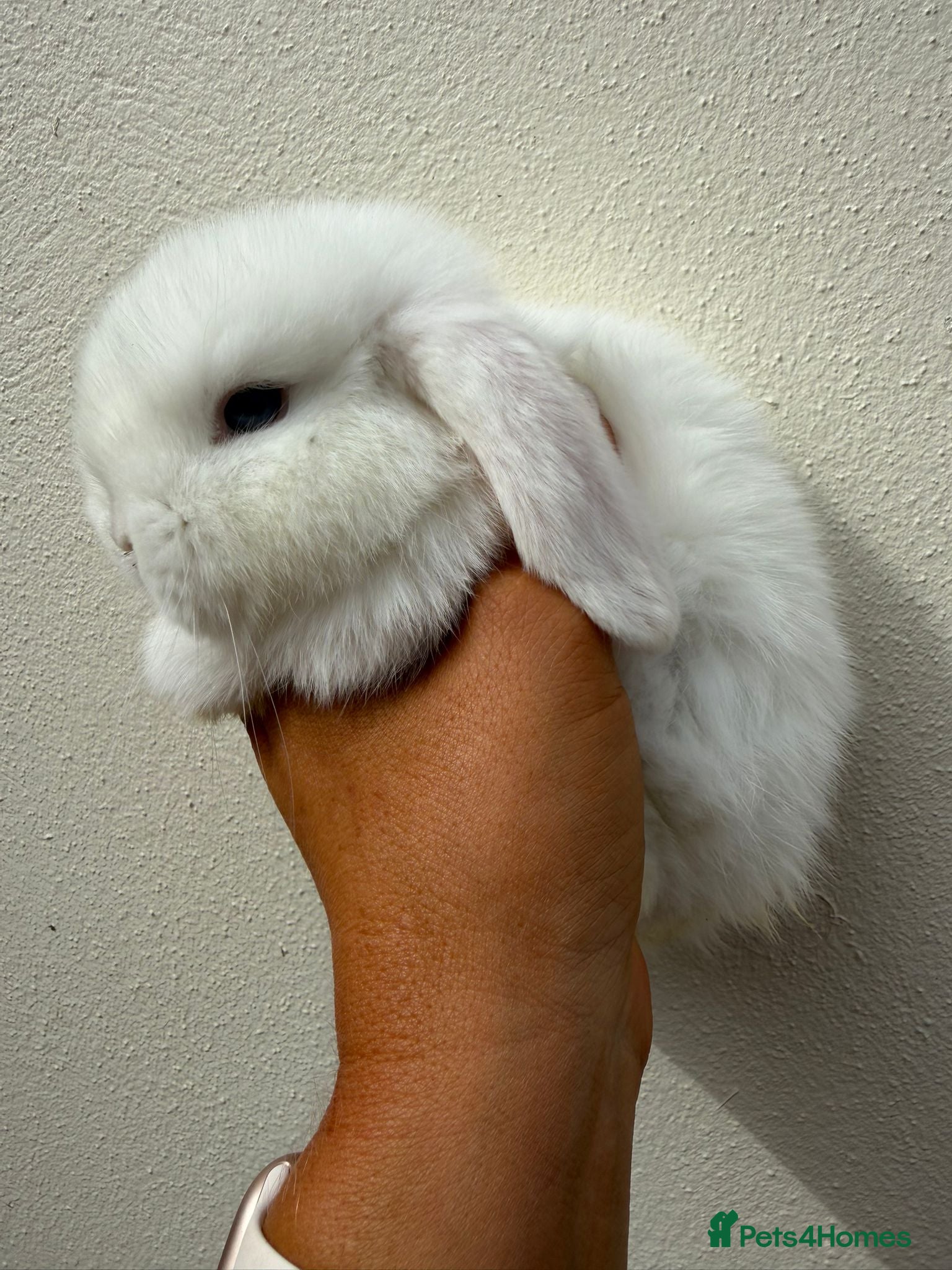 Mini Lop rabbits Purebred BEW minilop buck avail to reserve - Advert 1