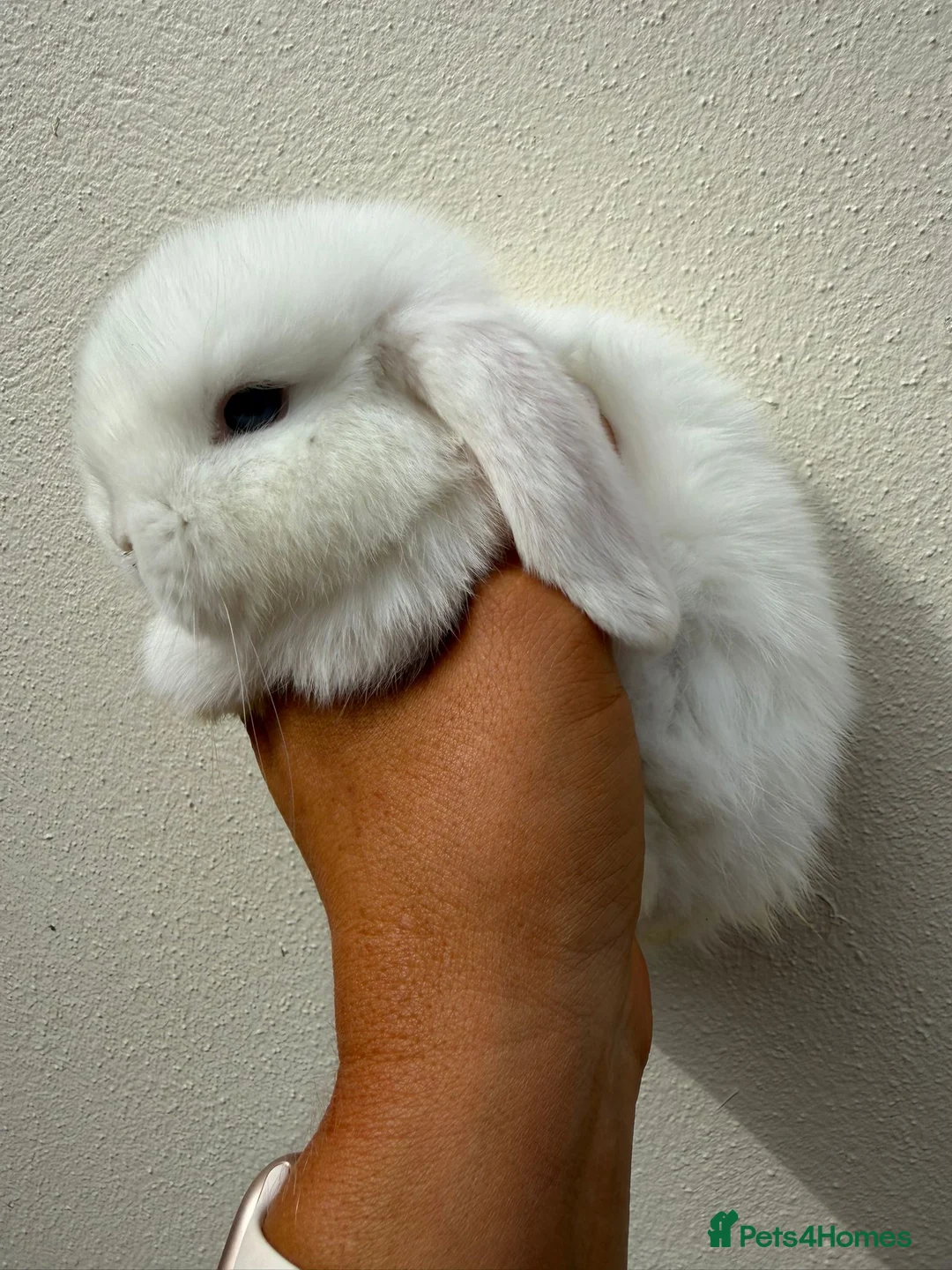 Mini Lop rabbits for sale: Purebred BEW minilop buck avail to reserve - Advert 1