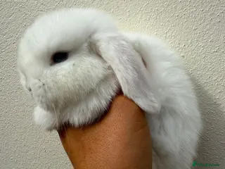 Mini Lop rabbits for sale: Purebred BEW minilop buck avail to reserve - Advert 1