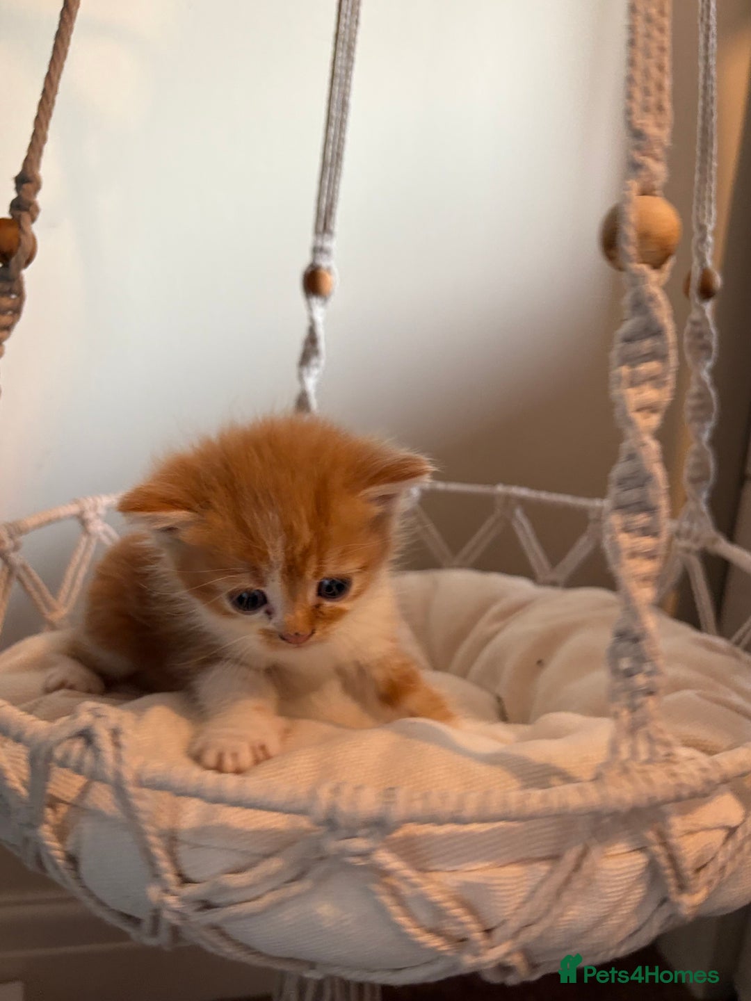 Persian cats for sale: Exotic Persians - Image 5