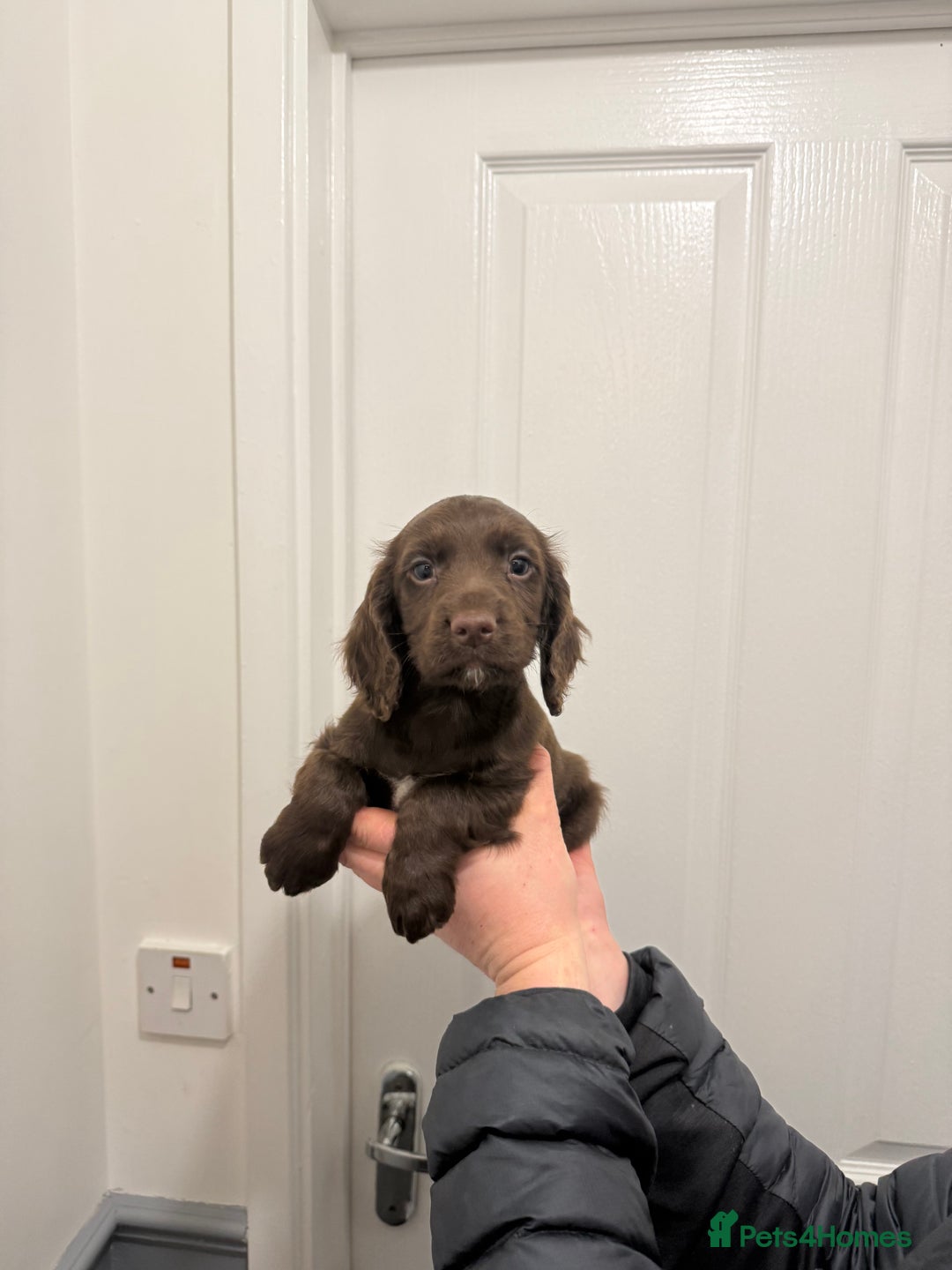 Cocker Spaniel dogs for sale: PEDIGREE WORKING COCKER SPANIEL PUPPIES  - Advert 8