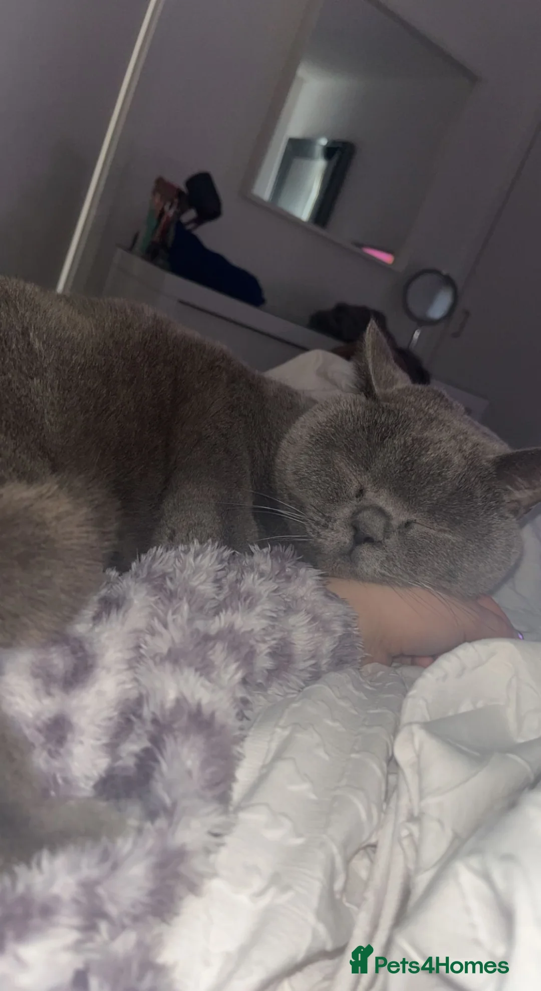 British Shorthair cats for adoption: Rehoming a 7 year old British blue in Stevenage - Advert 2