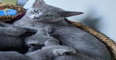 British Shorthair cats - Advert 15