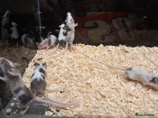 Mouse rodents Baby Fancy Pet mice , Males and Females - Advert 16