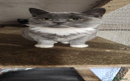 British Shorthair cats for sale: British Short-hair kitten - Image 2
