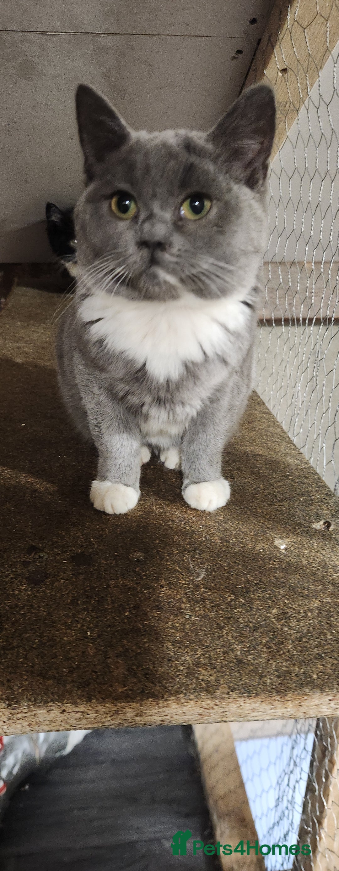 British Shorthair cats for sale: British Short-hair kitten - Image 2