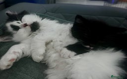 Persian cats for sale: Persian x kittens - Image 6