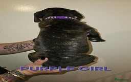 Bullmastiff dogs for sale: 11 Bullmastiff puppies for sale - Advert 12