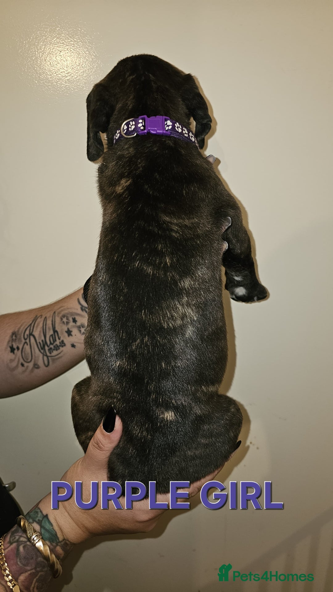 Bullmastiff dogs for sale: 11 Bullmastiff puppies for sale - Advert 12