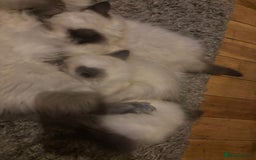 Ragdoll cats for sale: Ragdoll  - Image 2