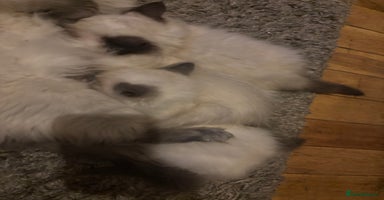Ragdoll cats - Advert 16
