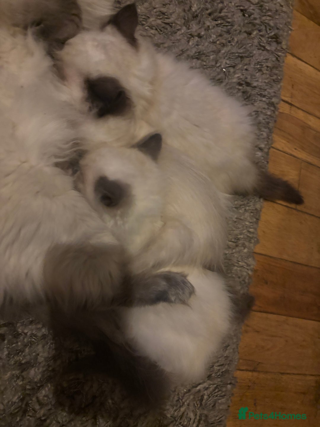 Ragdoll cats for sale: Ragdoll  - Image 2
