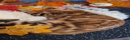 Bengal cats for sale: Stunning Bengal Kittens  - Advert 5