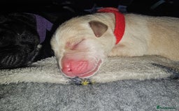 Labrador Retriever dogs for sale: KC reg Labrador puppies – Black and Yellow  - Image 15