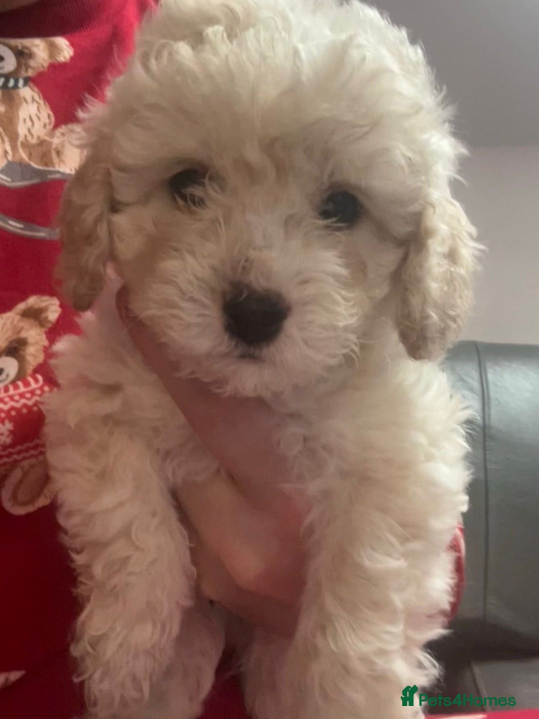 Cavapoochon dogs for sale: 🌟 Ready to leave 23rd Dec F1b cavapoochon puppies - Advert 26