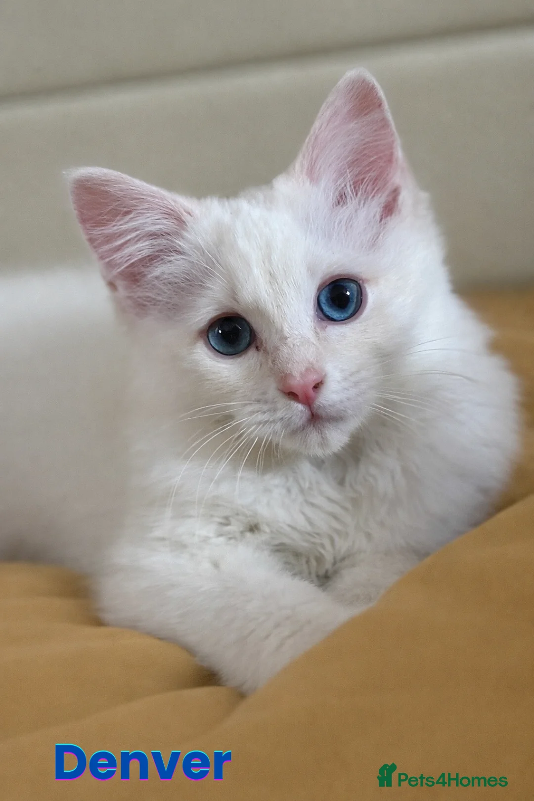 Ragdoll cats for sale: GCCF Registered Red Boys ready to go - Advert 11