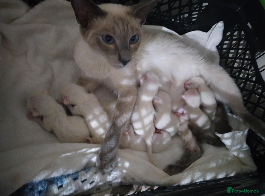 Siamese cats for sale: Beautiful litter of Simease - Image 13